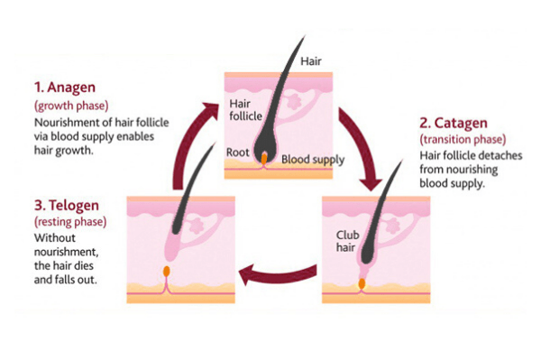 Hair Growth Stages